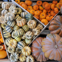 Salon Marjolaine 2017 - citrouilles