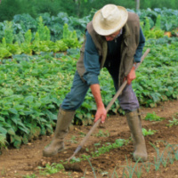 La biodynamie, une agriculture holistique, régénérative et sensible