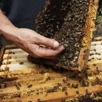 Les chambres d’abeille
