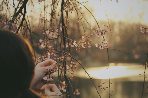 cueillette de fleurs sur un arbre