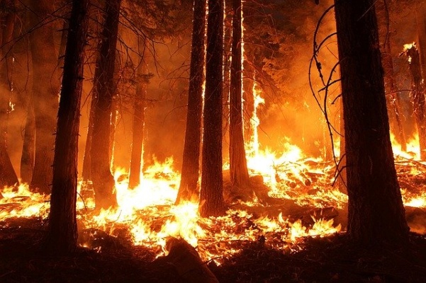 forêt qui brule