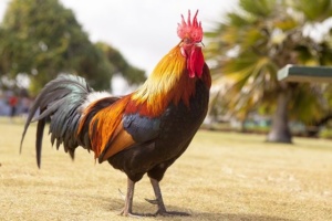 coq