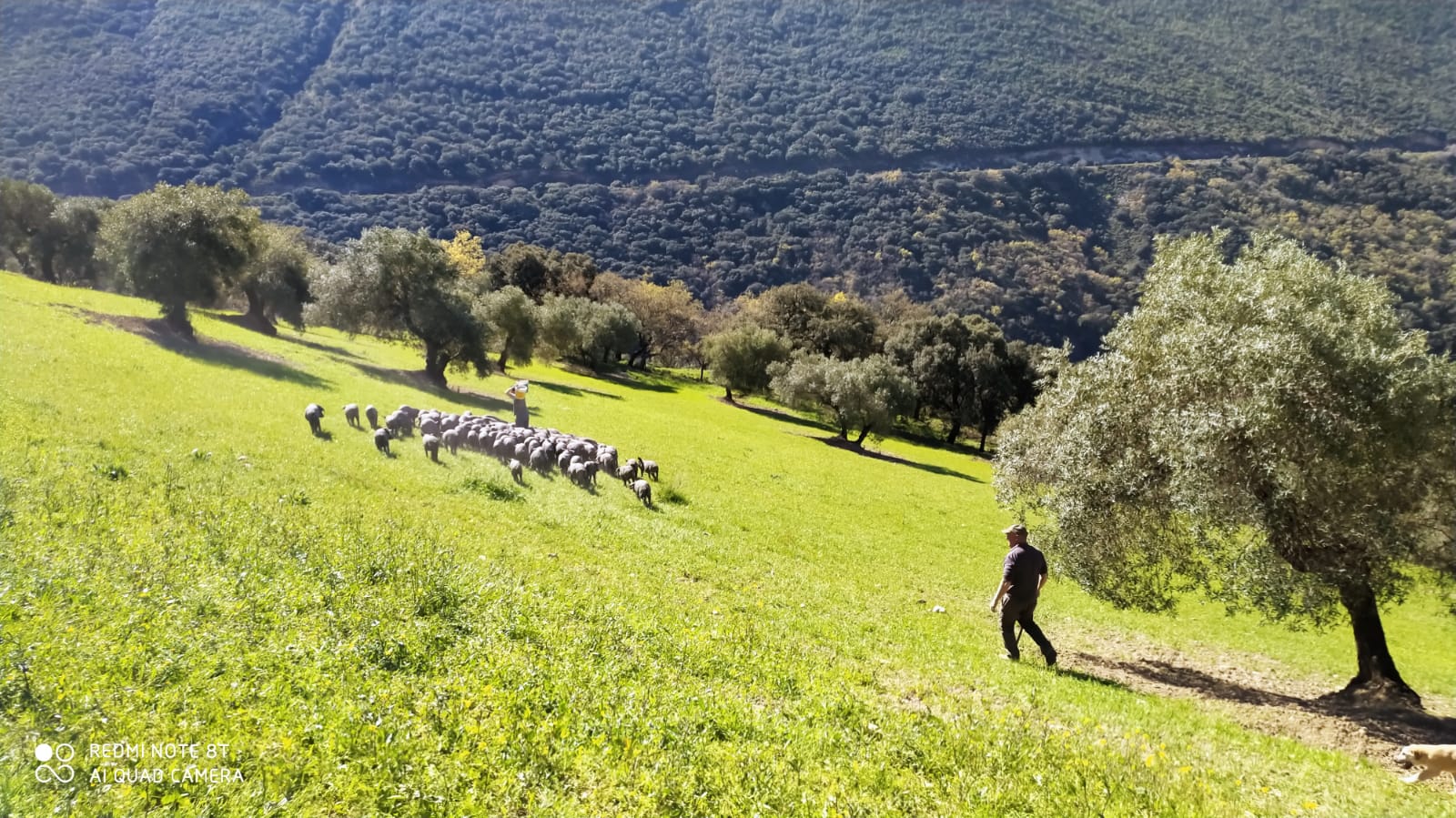 La umbria iberico PAturage