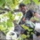 Groupe National de Surveillance des Arbres (GNSA)