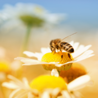 Les meilleurs secrets des Abeilles pour se soigner efficacement et garder la jeunesse et l’énergie