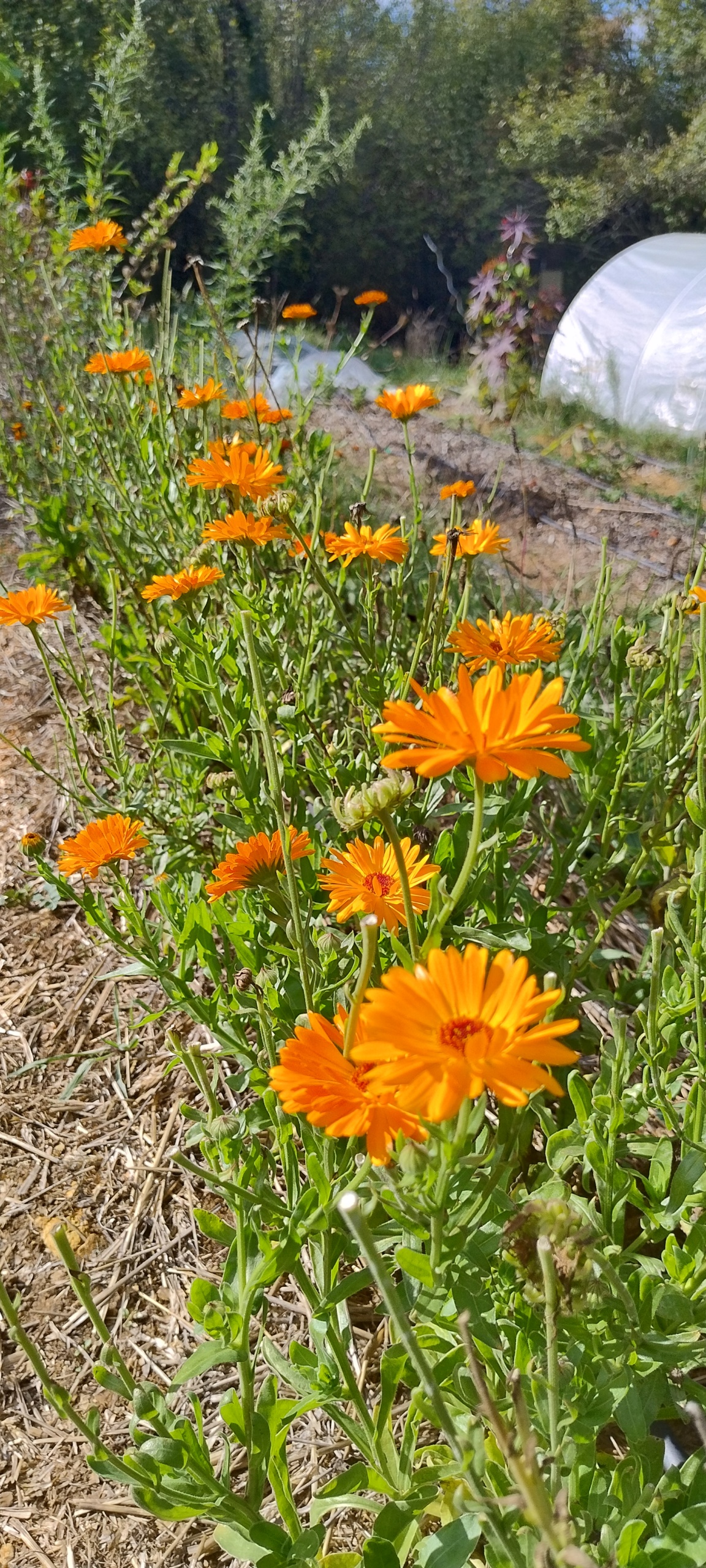 Flower Spirit