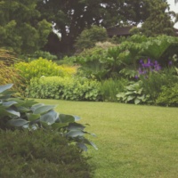 Les plantes sauvages au service de nos douleurs et de notre santé – Les bons conseils du Père Jean