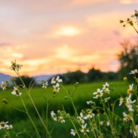La nature, notre véritable ADN
