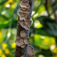 Initiation à la mycothérapie