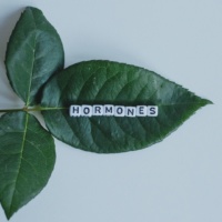 Plantes et ménopause