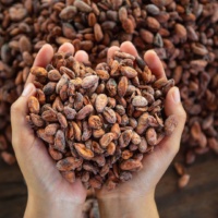 Le cacao cru : Découverte et dégustation
