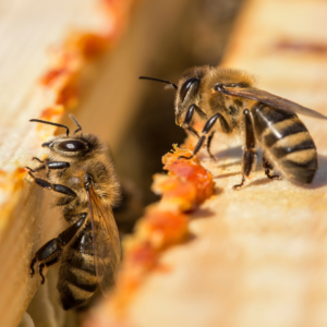 Apprendre le langage des abeilles. Et mieux vivre en accord avec notre propre nature.