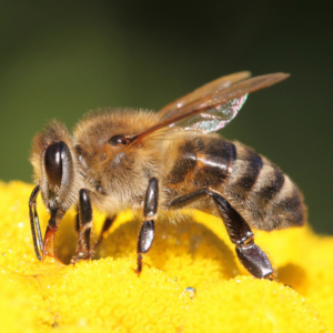 Apprendre le langage des abeilles. Et mieux vivre en accord avec notre propre nature.