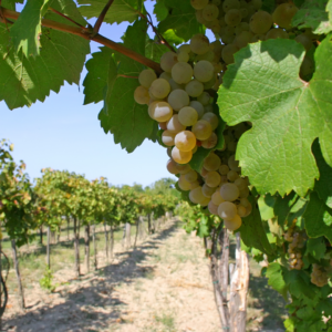 Viticulture bio et écologie en champagne.