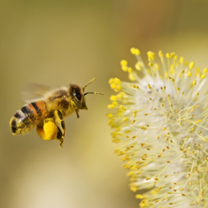 La super-synergie du pollen frais : quand les antioxydants unissent leur force.